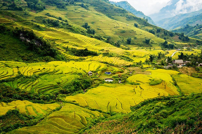 rice fields North Vietnam, Sapa, Mu Cang Chai, Pu Luong, Hoang Su Phi, Mai Chau, Ha Giang, Tonkin, Y Ty, Tam Coc, Mai Chau, Dien Bien Phu